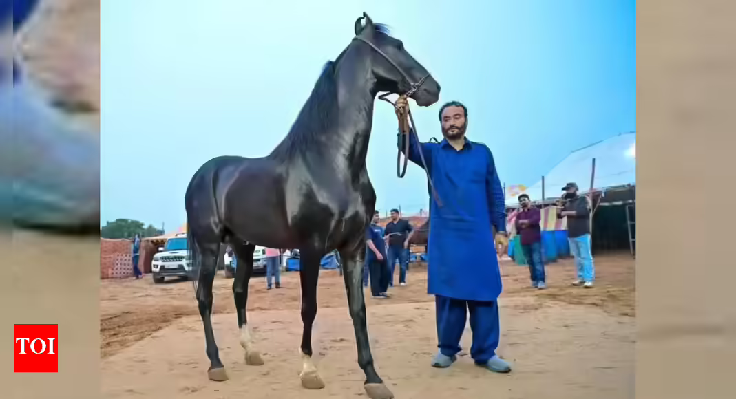 Horses take centre stage at Pushkar fair this year with sales totalling Rs 75 lakh | India News