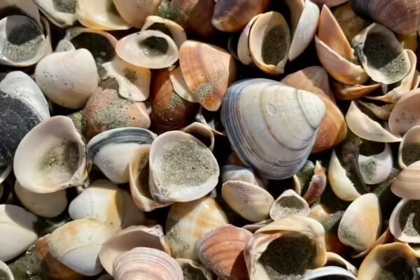 A 480-million-year-old fossil changes what we know about the origin of parasites |