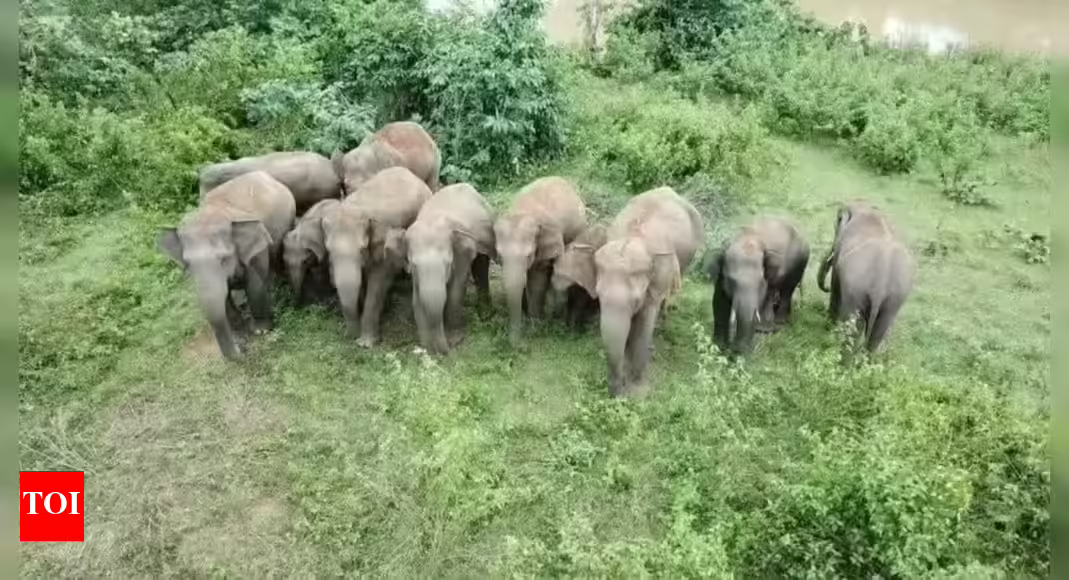 Elephants trample man to death, cause havoc day after at funeral | India News
