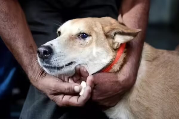 Remove strays from hospitals, schools, bus & train stns: Supreme Court | India News