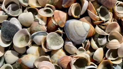 A 480-million-year-old fossil changes what we know about the origin of parasites