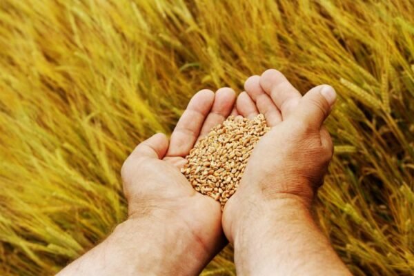 Draft Seeds Bill 2025 Proposes Fine Up to Rs 30 Lakh, Jail Term for Violations; Aims to Ensure Seed Quality and Farmer Protection