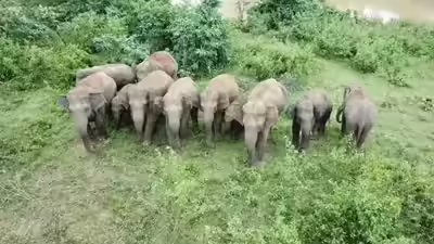 Representative image Elephants trample man to death, cause havoc day after at funeral