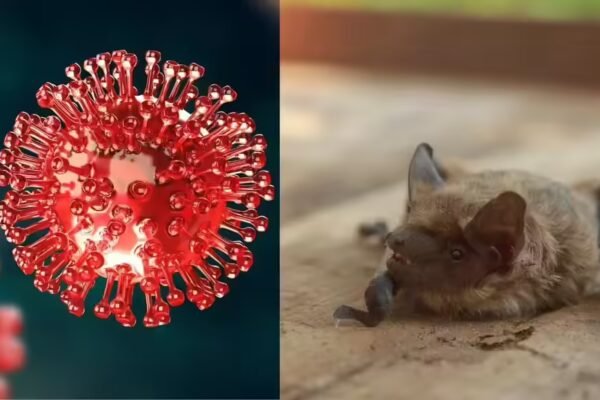 New pandemic alert? BRZ batCoV discovered in Brazil’s moustached bats, revealing natural origins of Covid-like virus |