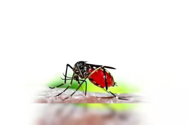 India nears target but still bears 73% of South Asia’s malaria burden: WHO | India News