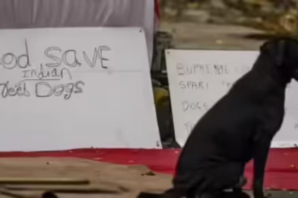 Reality different, says Supreme Court as activists argue for stray dogs | India News