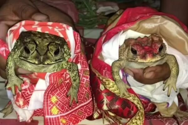 A wedding invitation to the clouds: Inside India’s frog marriages | Guwahati News
