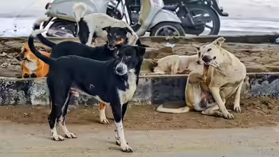 'Not even in human cases': SC observes surge in pleas over stray dogs case; hearing on Wednesday