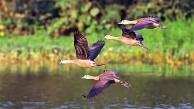 Winged visitors bank on Yamuna, ecological threats worry birders; four teams survey 22km stretch on river floodplain, spot 131 species