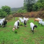 Satara Farmer Quits Mumbai Job, Wins Hearts By Making Raincoats For His Sheep