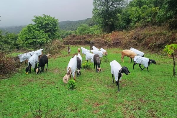 Satara Farmer Quits Mumbai Job, Wins Hearts By Making Raincoats For His Sheep