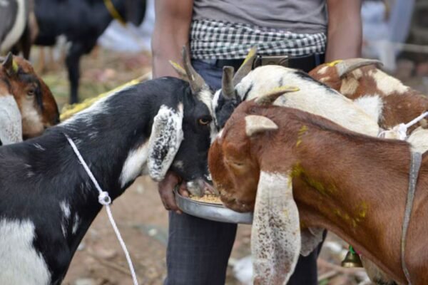 Mumbai: Mira Bhayander civic body prohibits goat slaughter on society premises