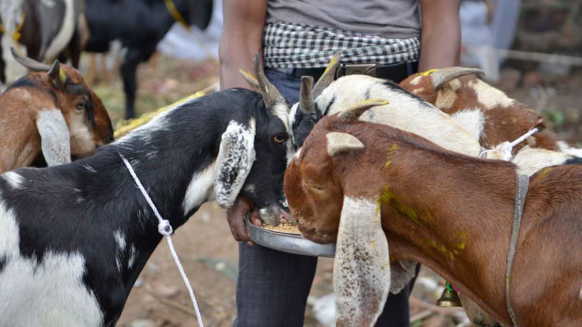Mumbai: Mira Bhayander civic body prohibits goat slaughter on society premises