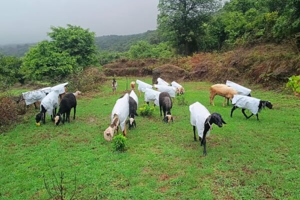 Satara Farmer Quits Mumbai Job, Wins Hearts By Making Raincoats For His Sheep
