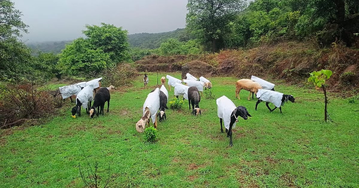 Satara Farmer Quits Mumbai Job, Wins Hearts By Making Raincoats For His Sheep